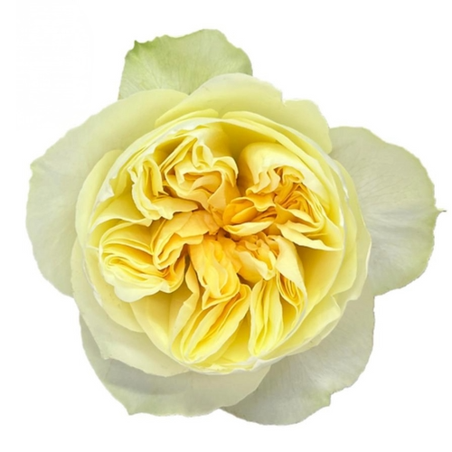 Rose Grdn Antonia 25st ECO