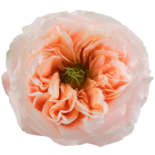 Rose Melon-Xpression 60cm ECO