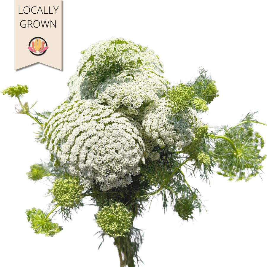Lace Ammi Green mist local