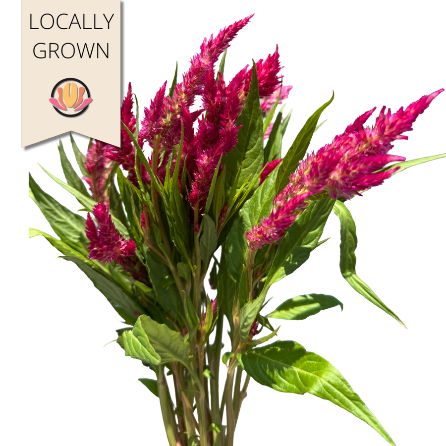 Celosia Sunday Cherry seaberry