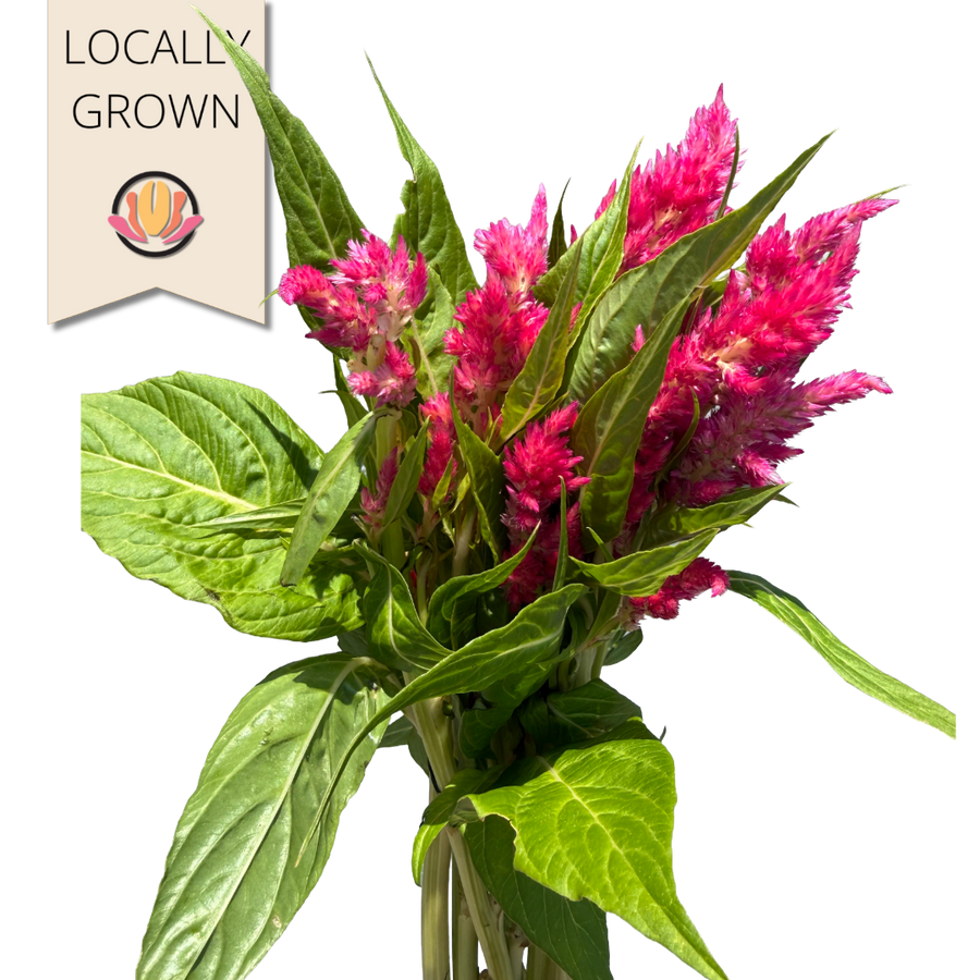 Celosia Sunday Bright Pink sea