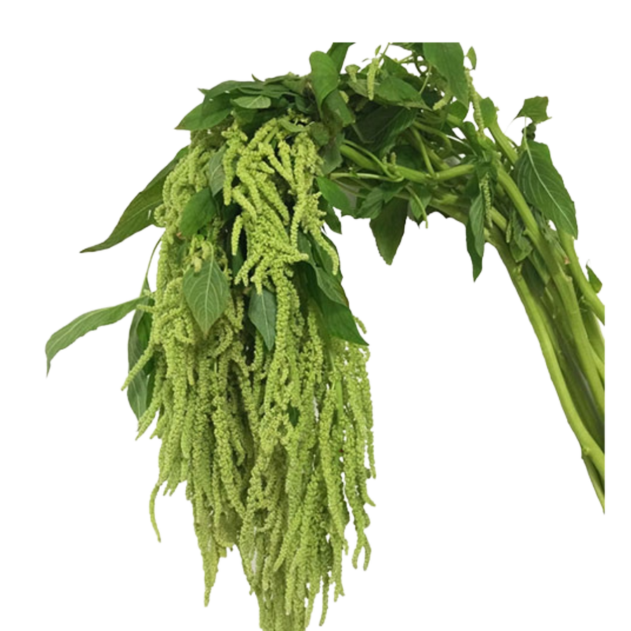 Amaranthus Green Hanging fl fa