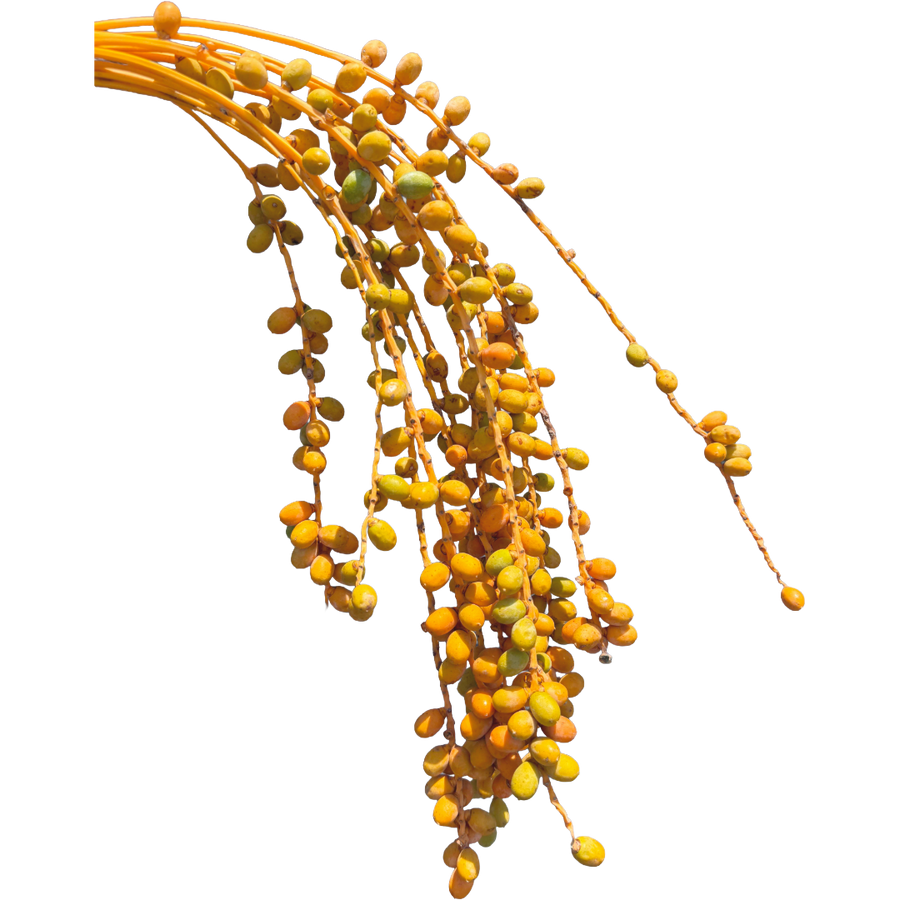 Dates Orange fl farm