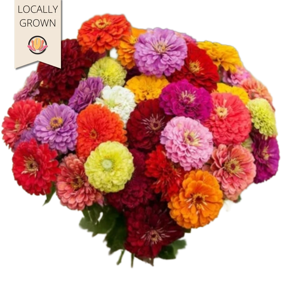 Zinnia Banery Giant seaberry