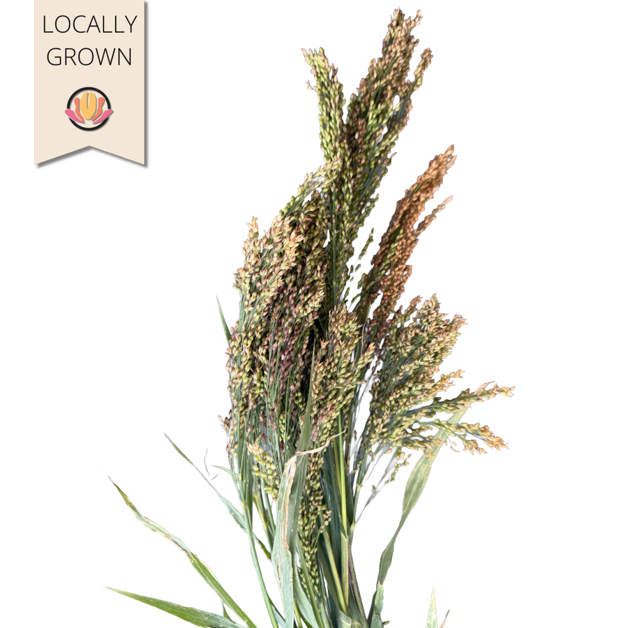 Grass Panicum local