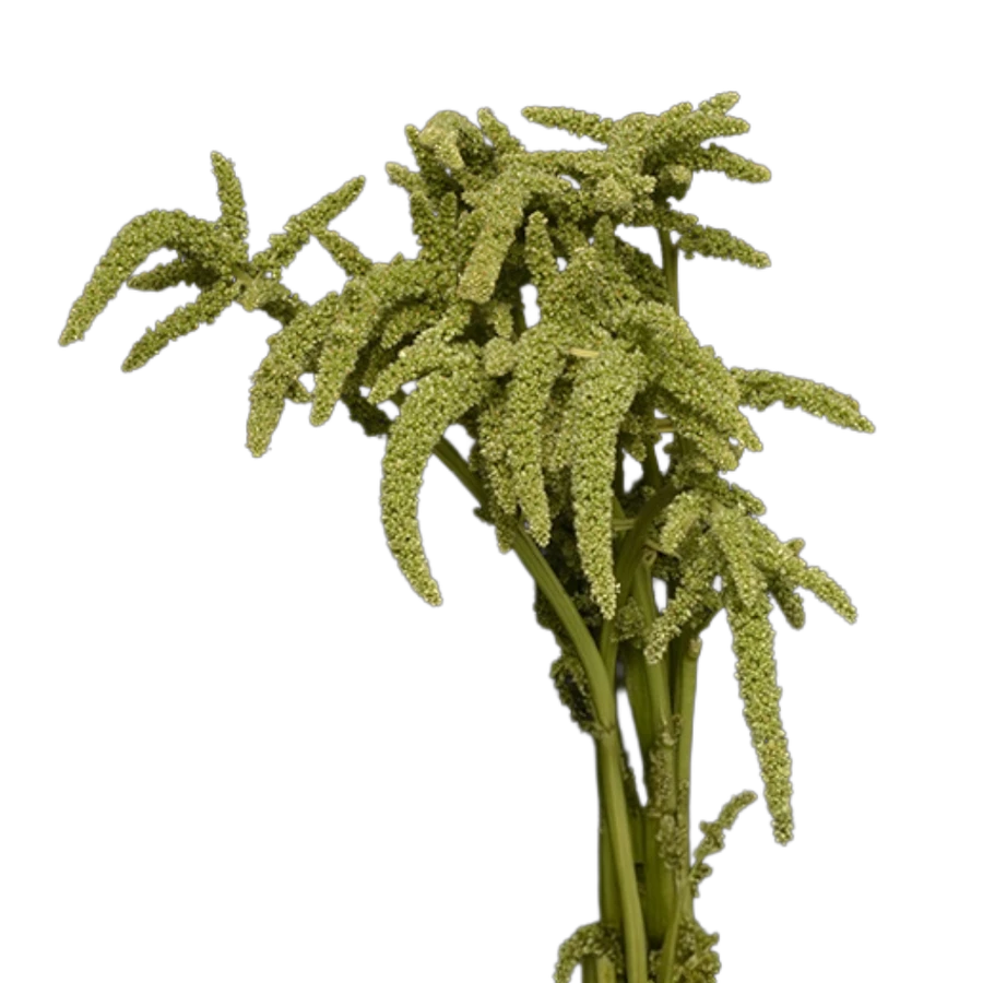 Amaranthus Green Upright regio