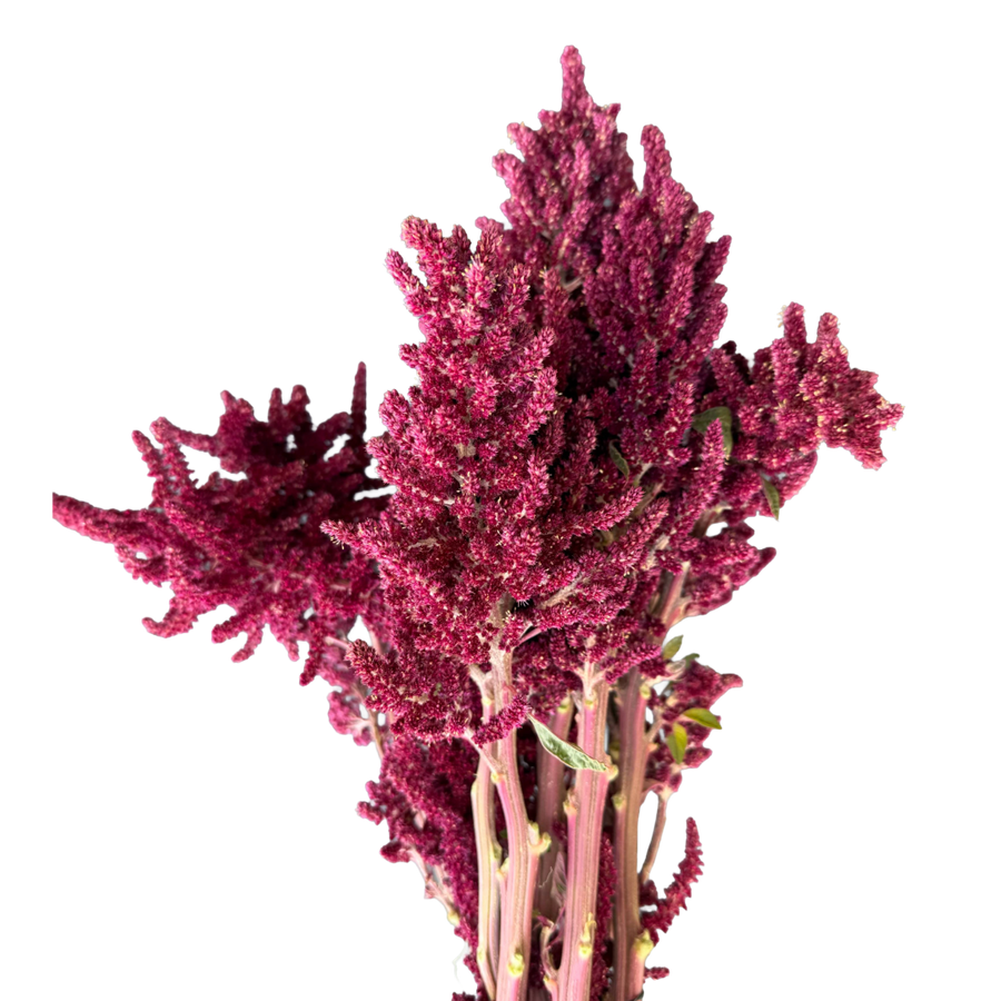 Amaranthus Red Upright regiona