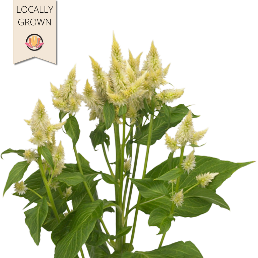 Celway White local