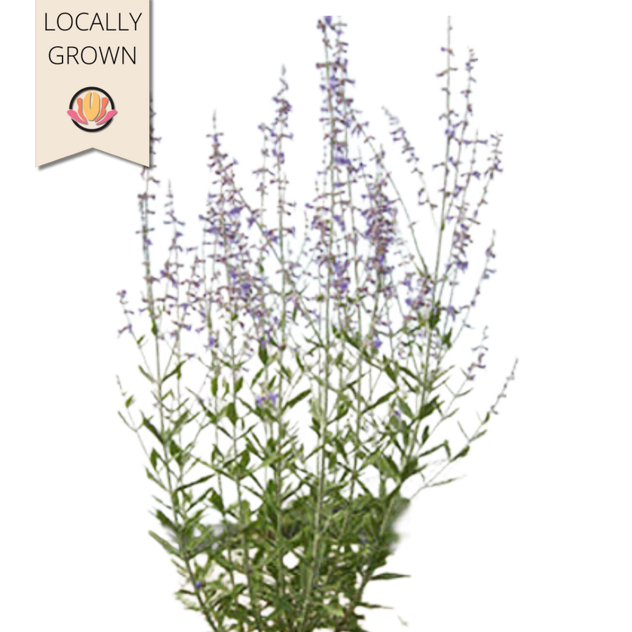 Sage Russian local