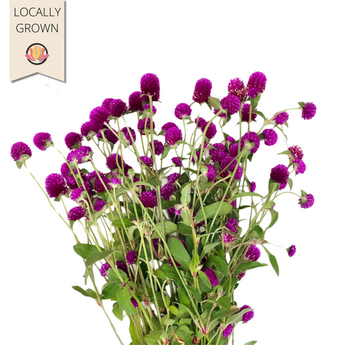 Gomphrena Purple local