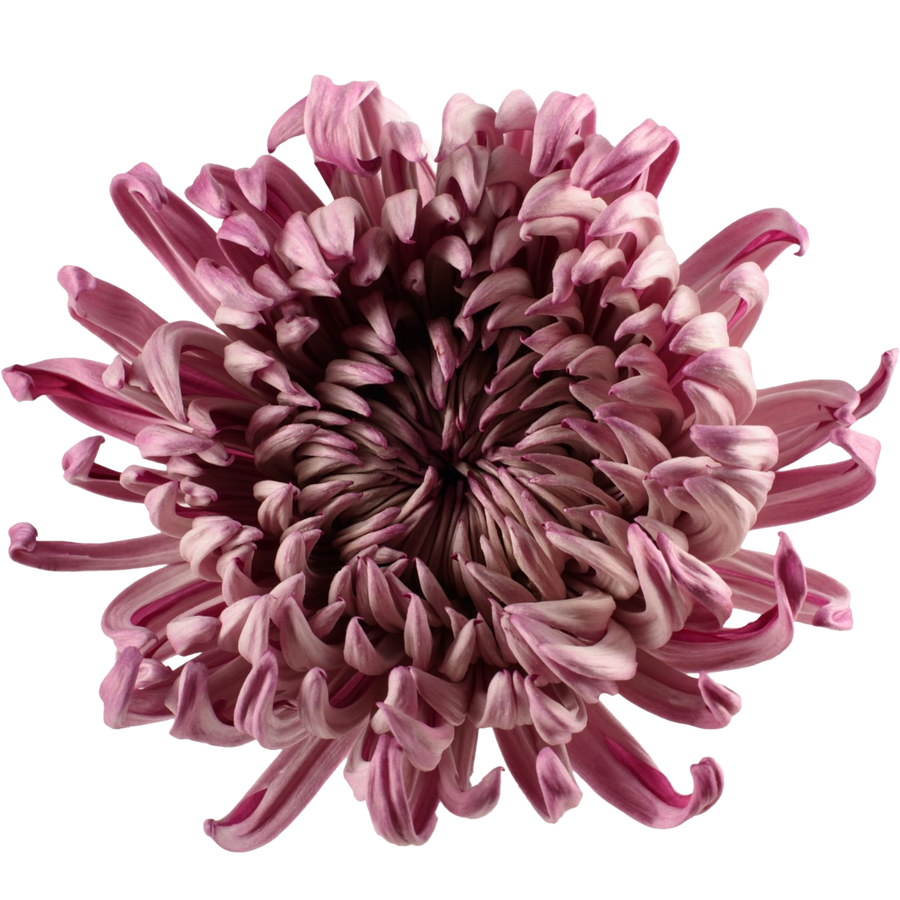 Mum Cremon Vintage Purple choi