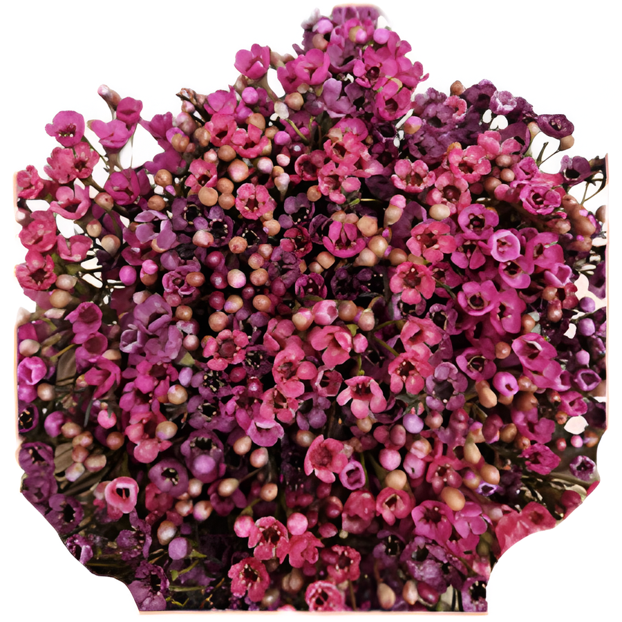 Waxflower Berry SOLE