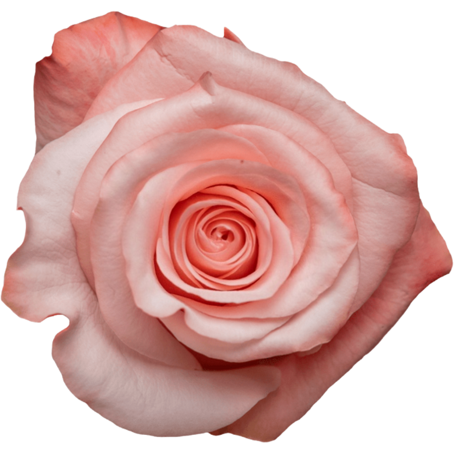 Rose Be Sweet 70cm Rprima