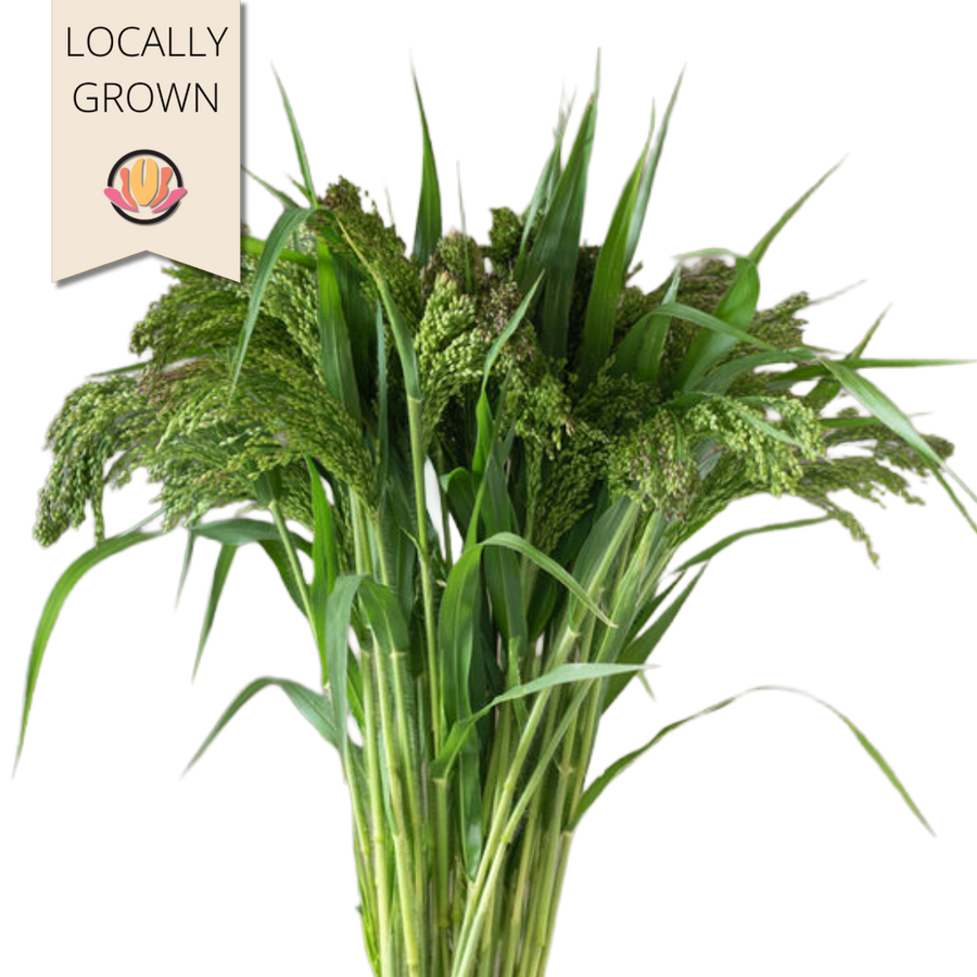 Panicum Green Drops local