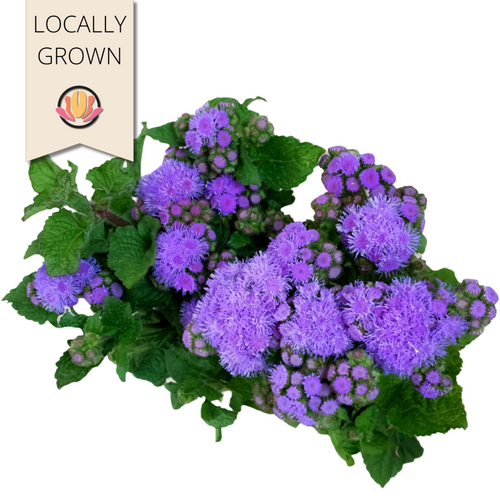 Ageratum Blue local