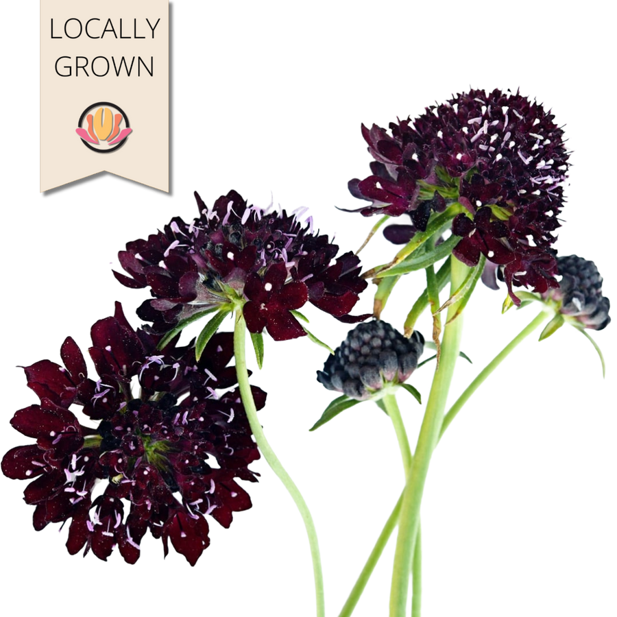 Scabiosa Black Knight local