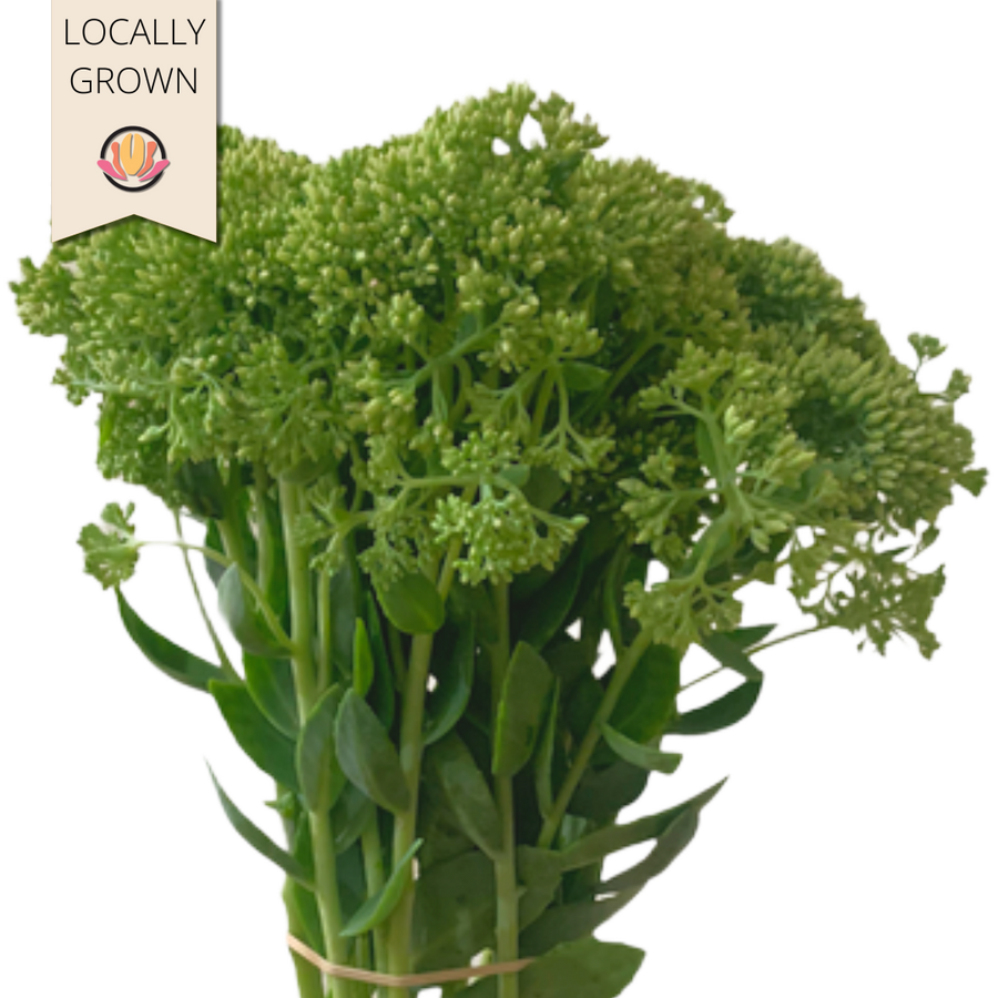 Sedum Green Head local