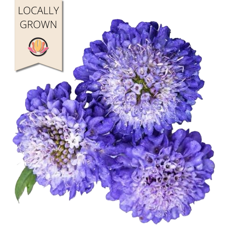 Scabiosa Blue Cockade local