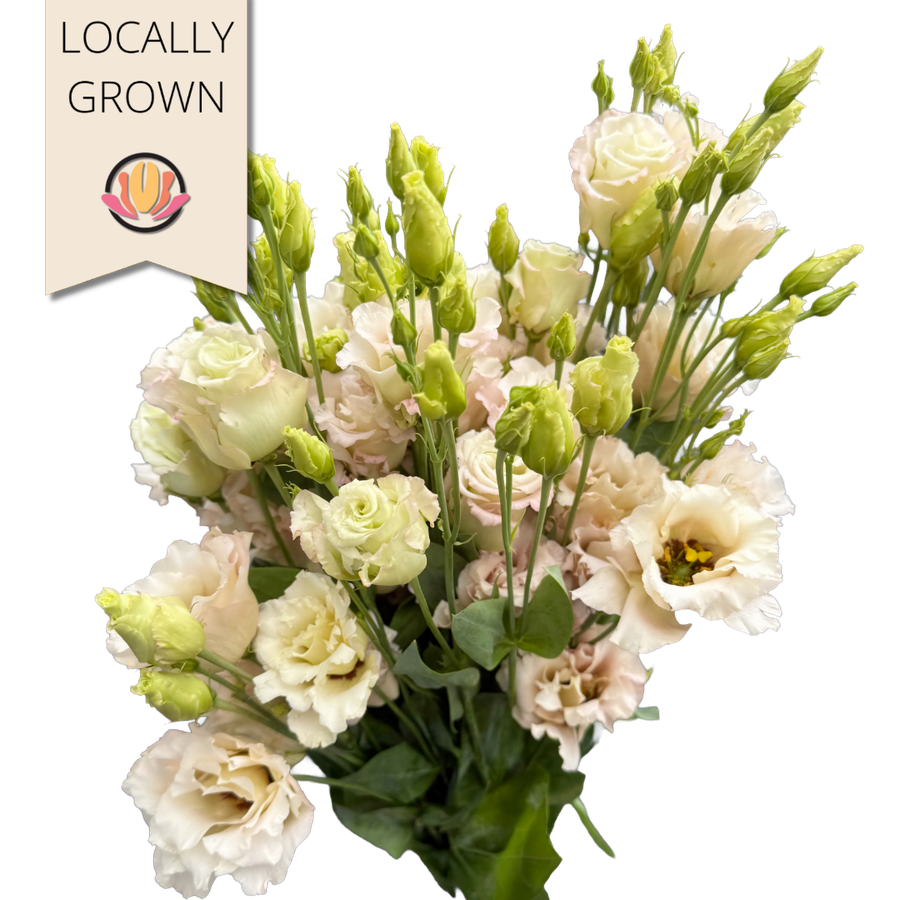 Lisianthus Neo Beige local