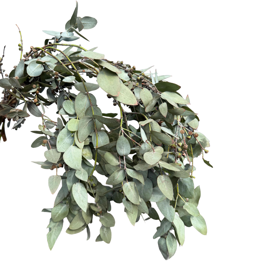 Eucalyptus with pods regional