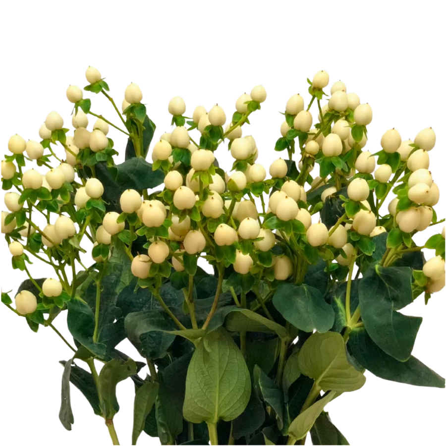 Hypericum Coco Uno 60cm bella