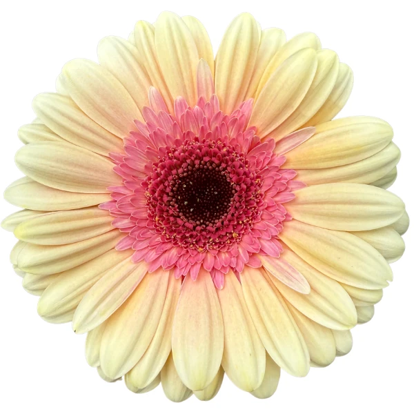 Gerbera Everglow canada