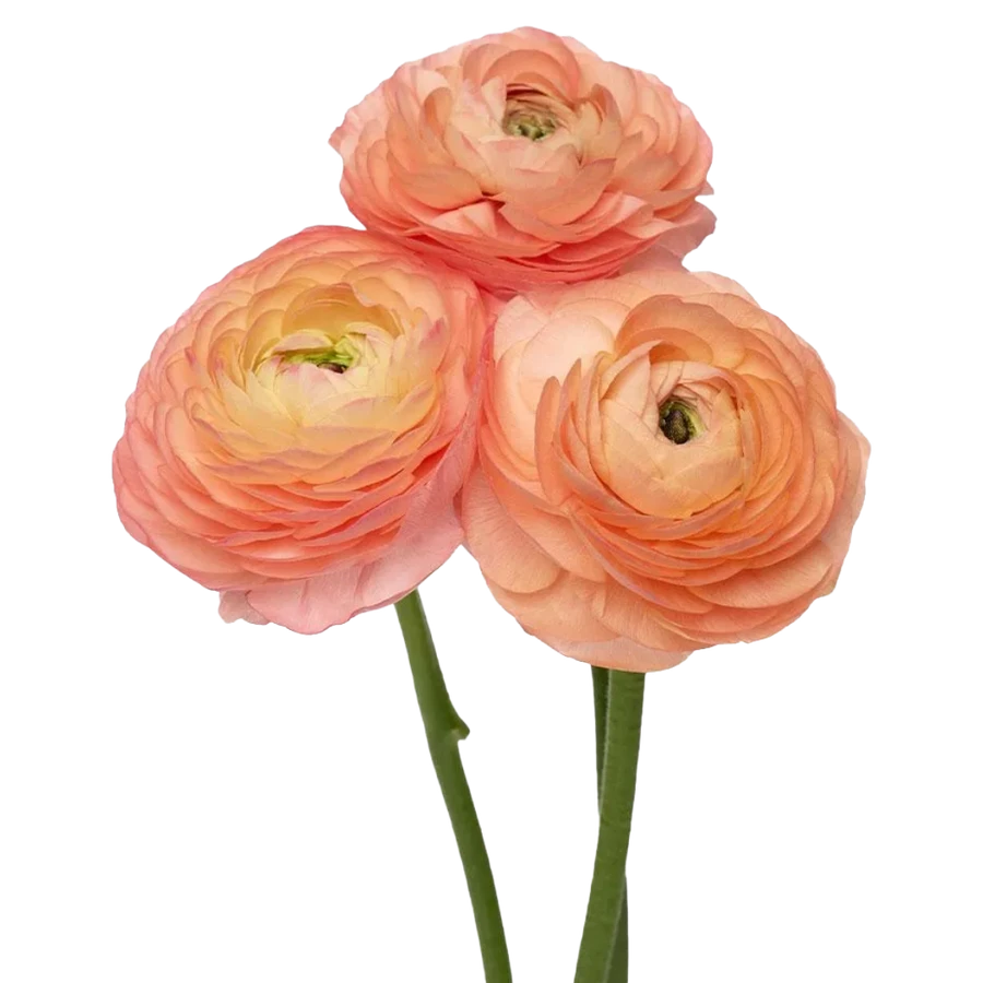 Ranunculus Coral rio sel