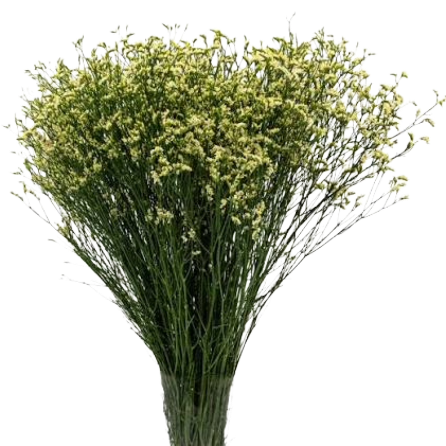 Limonium Yellow MISTY