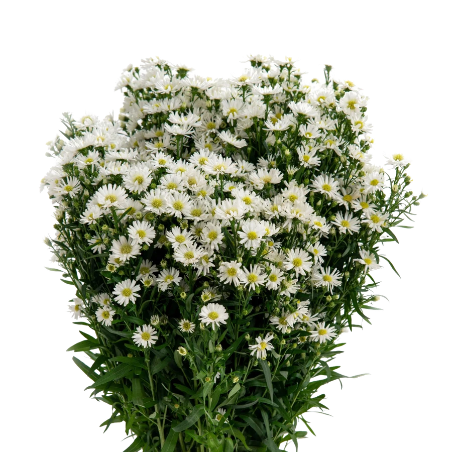Casino White FRESCA