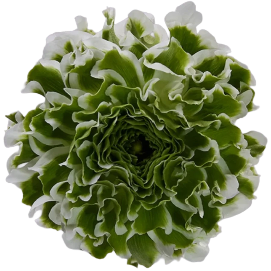 Ranunculus Cloni Pon Igloo tes