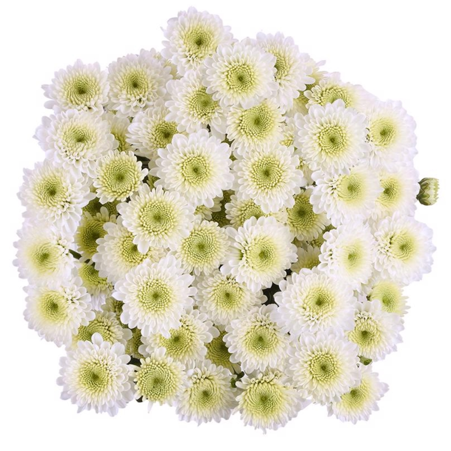 Pom Button White esmeralda