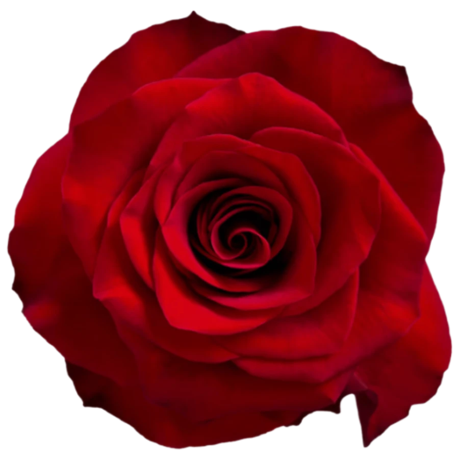 Rose Mamma Mia 60cm Holex