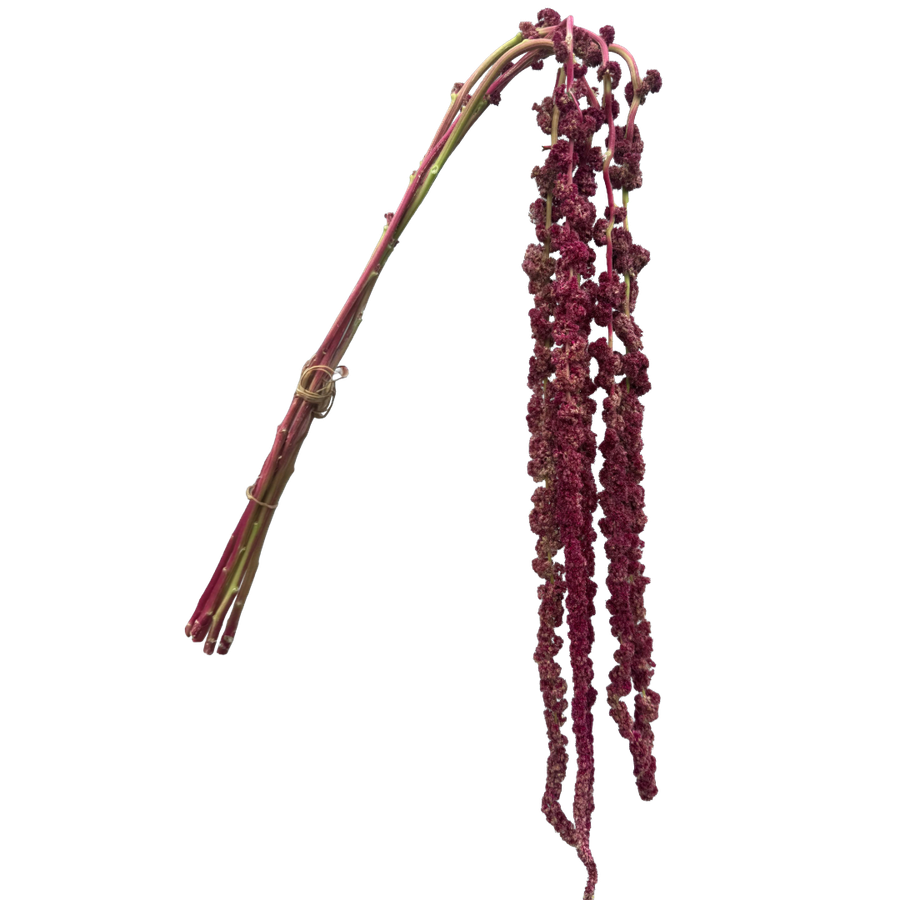 Amaranthus Red Hang sole(5st)