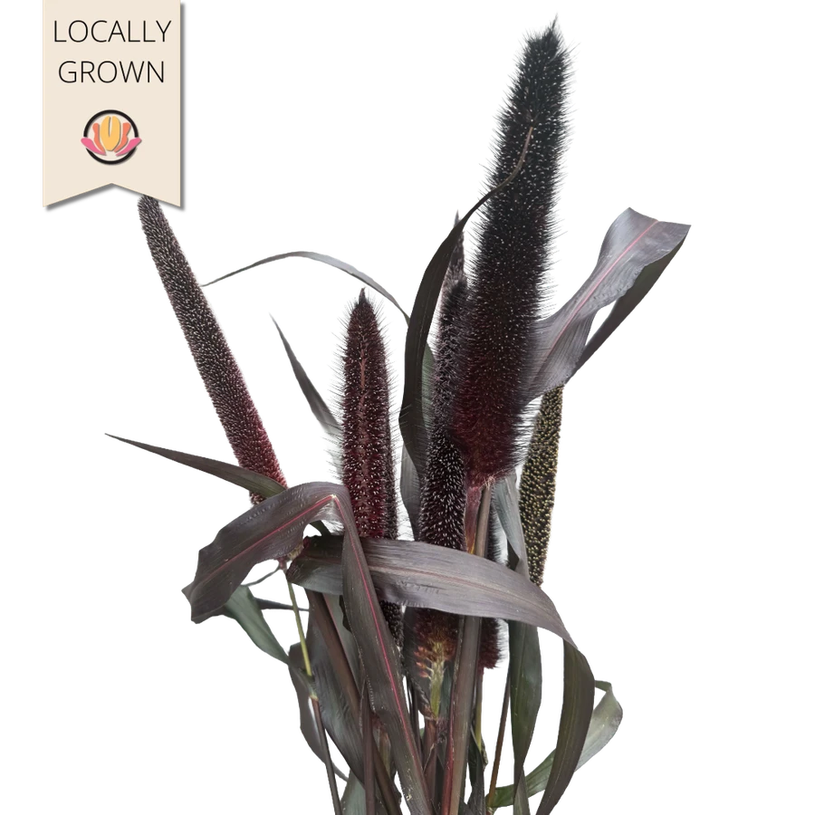 Millet Local