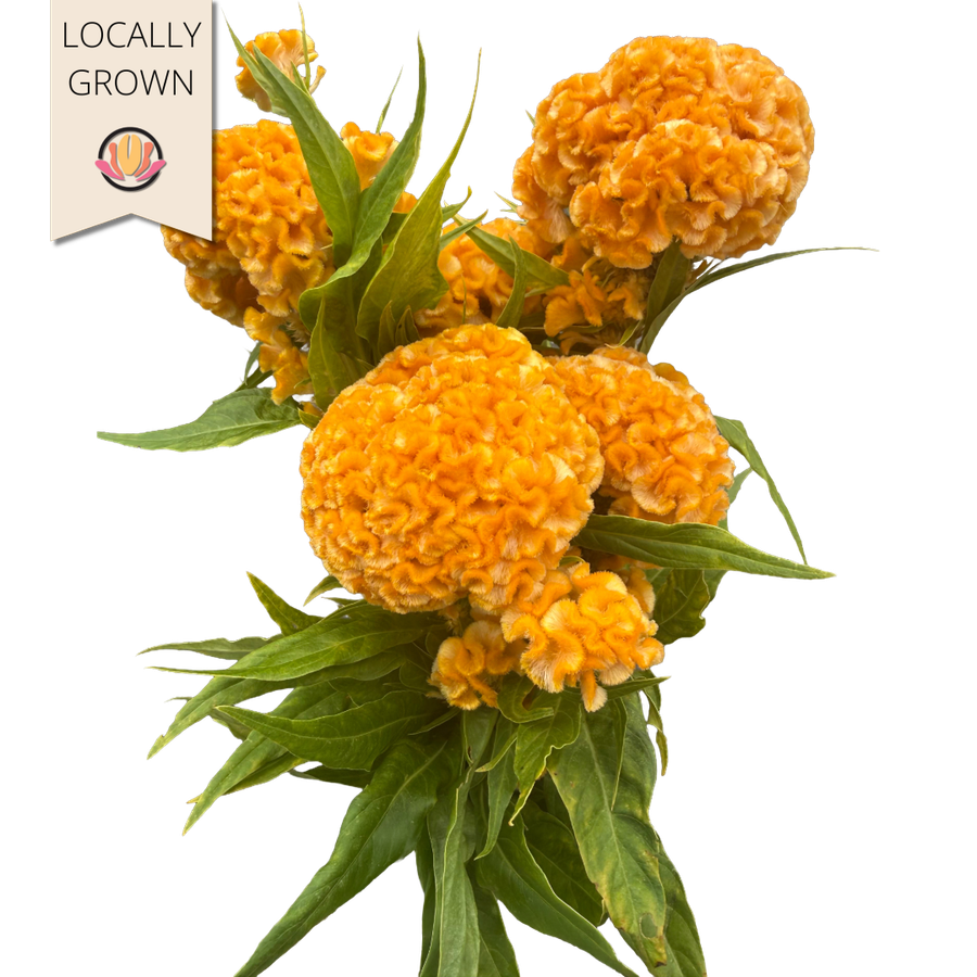 Coxcomb Chief Yellow local