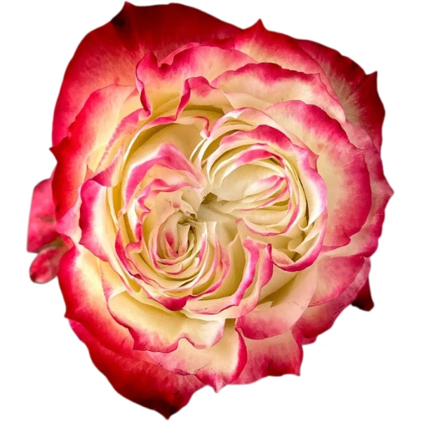 Rose Apple Jack 70cm monte
