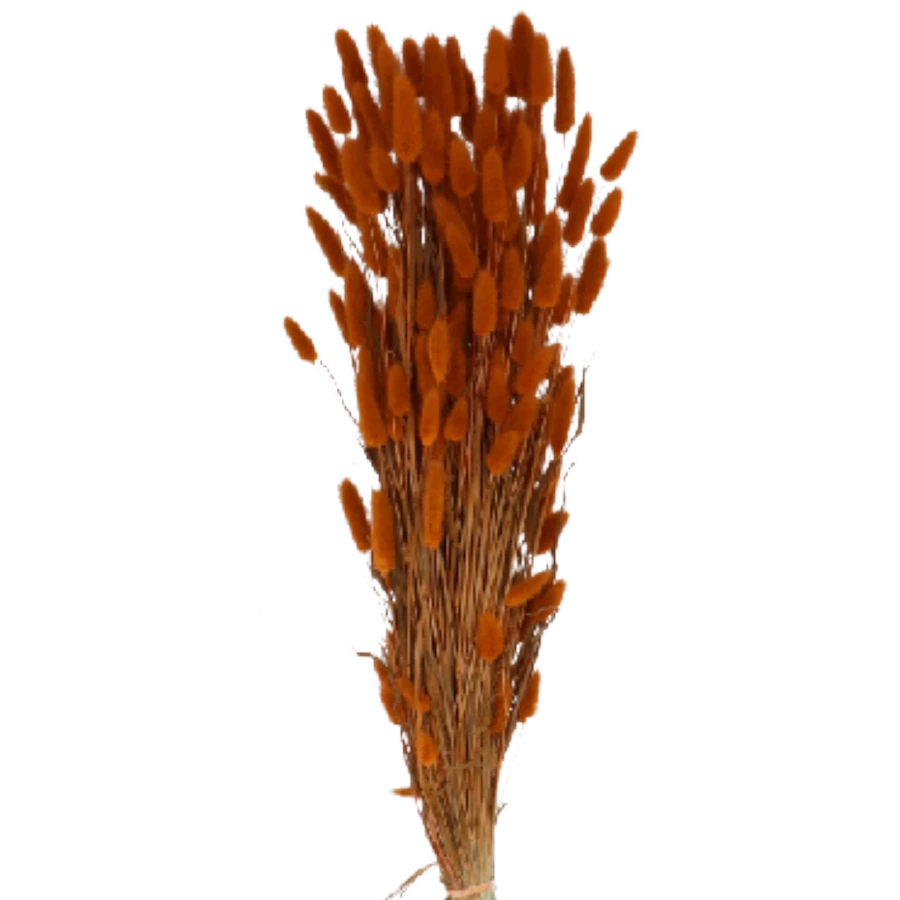 Dried Lagurus Terracotta holl