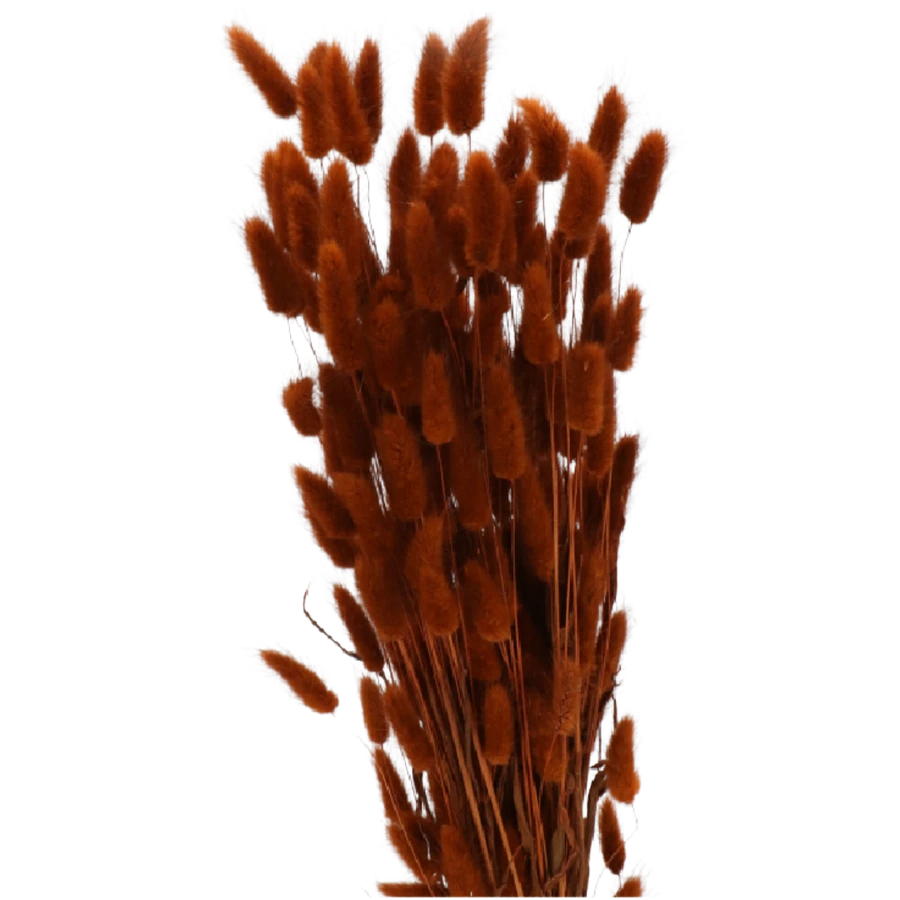 Dried Lagurus BleachTerracotta