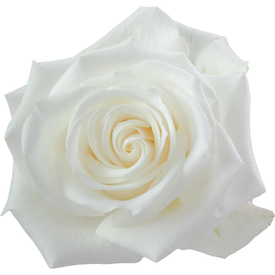 Rose Tibet 40cm tessa