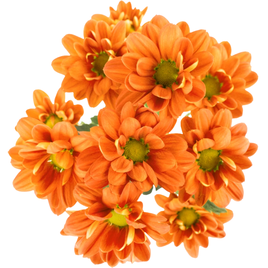 Pom Daisy Melinda SOLE