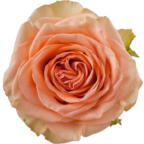 Rose Country Home 50cm Monte