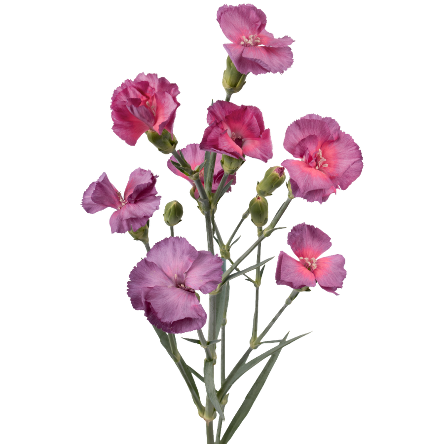 Dianthus Solomio Misteryfly Ma