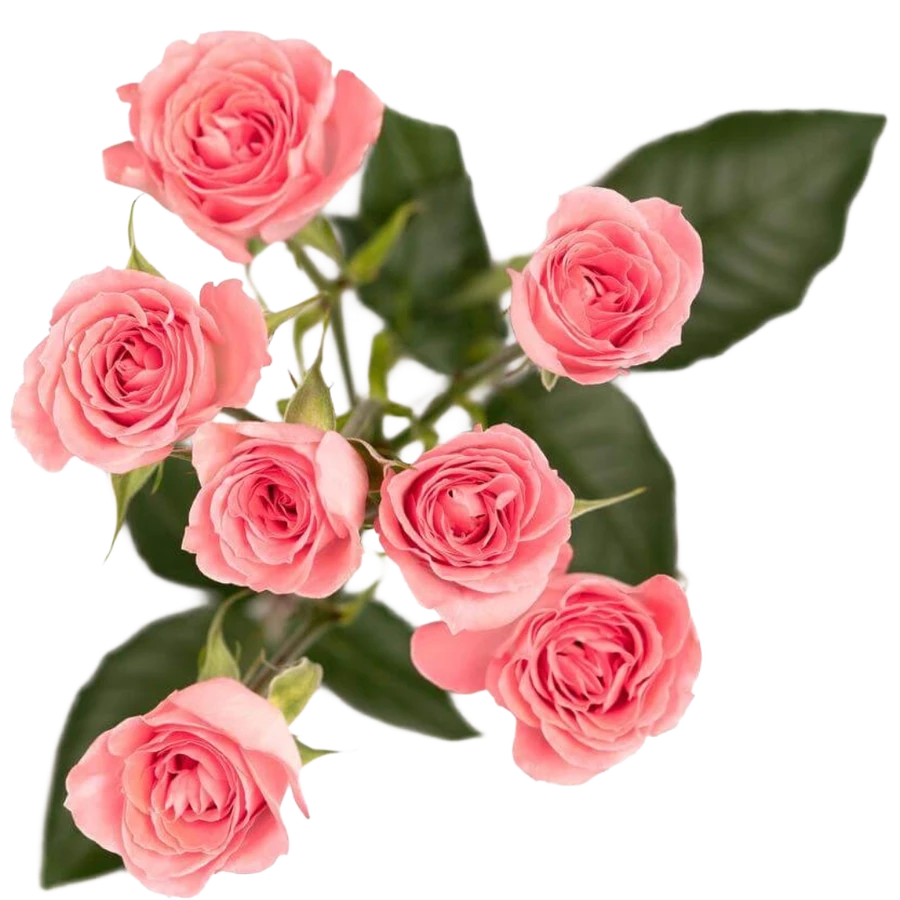 RoseSpray Pink Rosever tessa