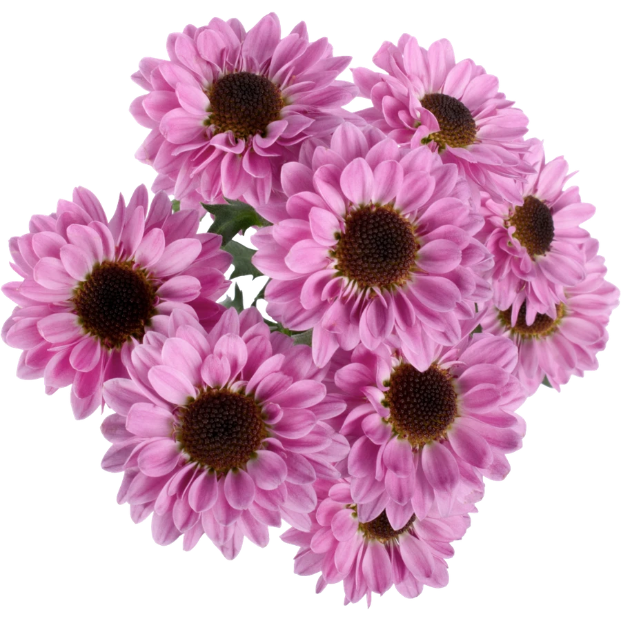 Pom MicroDaisy Galaxy BM