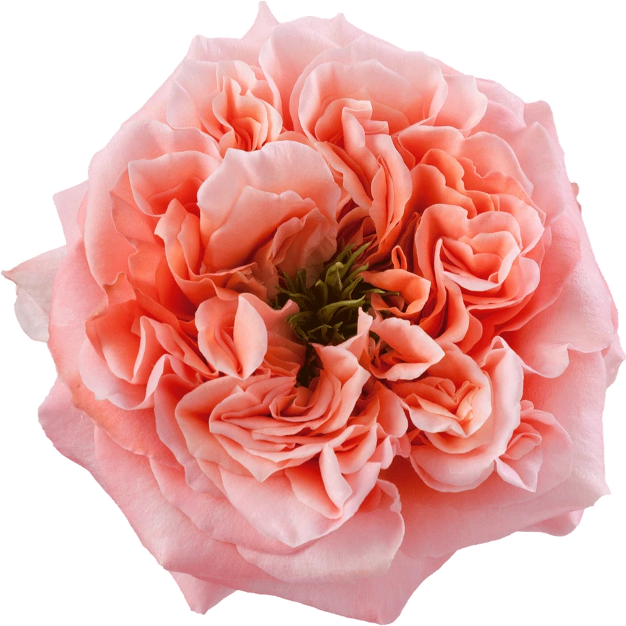 Rose Mandarin Xpression 60cm M