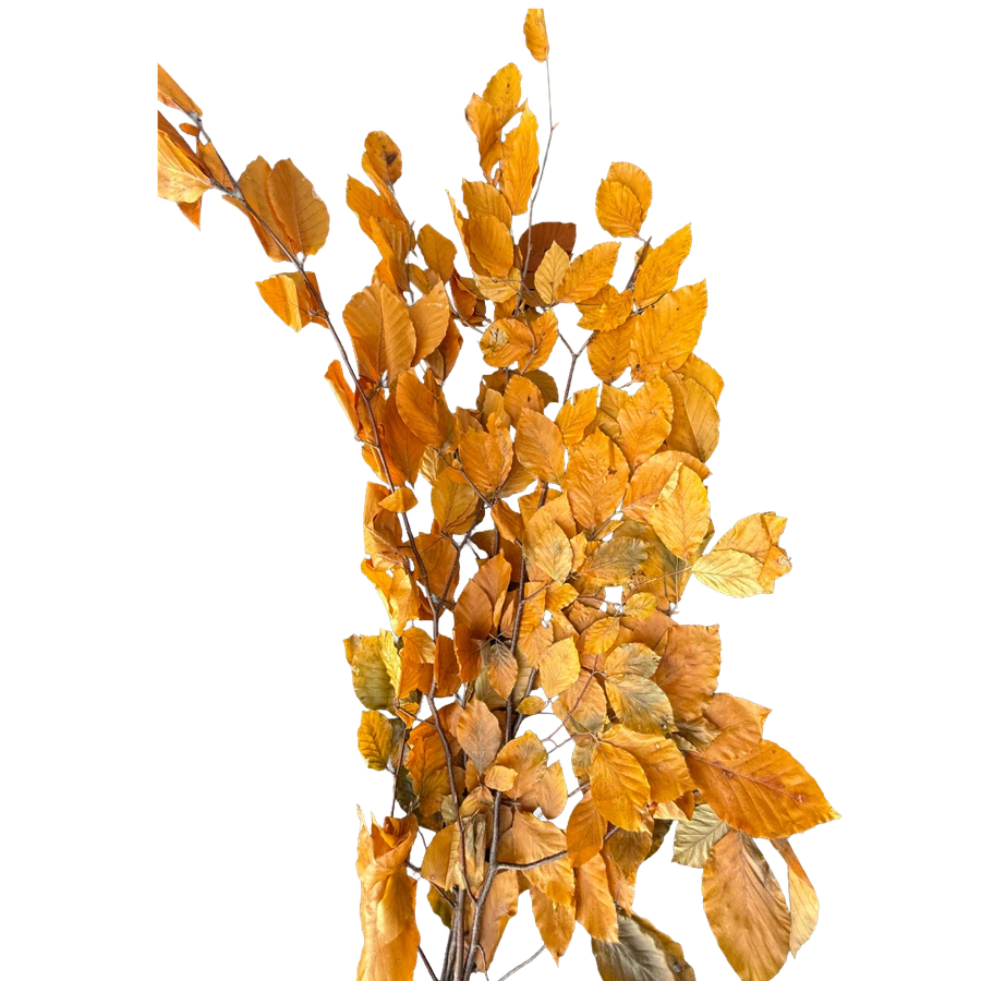 Dried Fagus Yellow arlotti