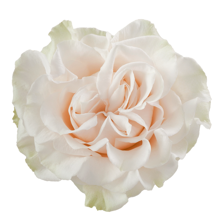 Rose Cotton Xpr 60cm MONTE