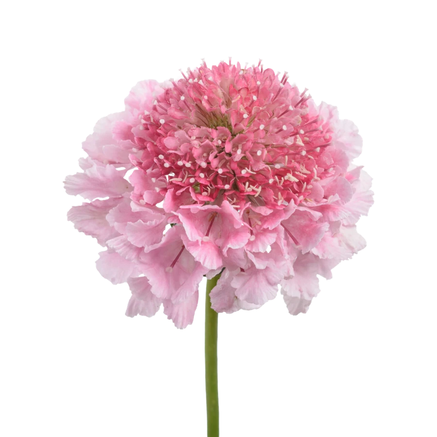 Scabiosa Scoop Lt Pink rio
