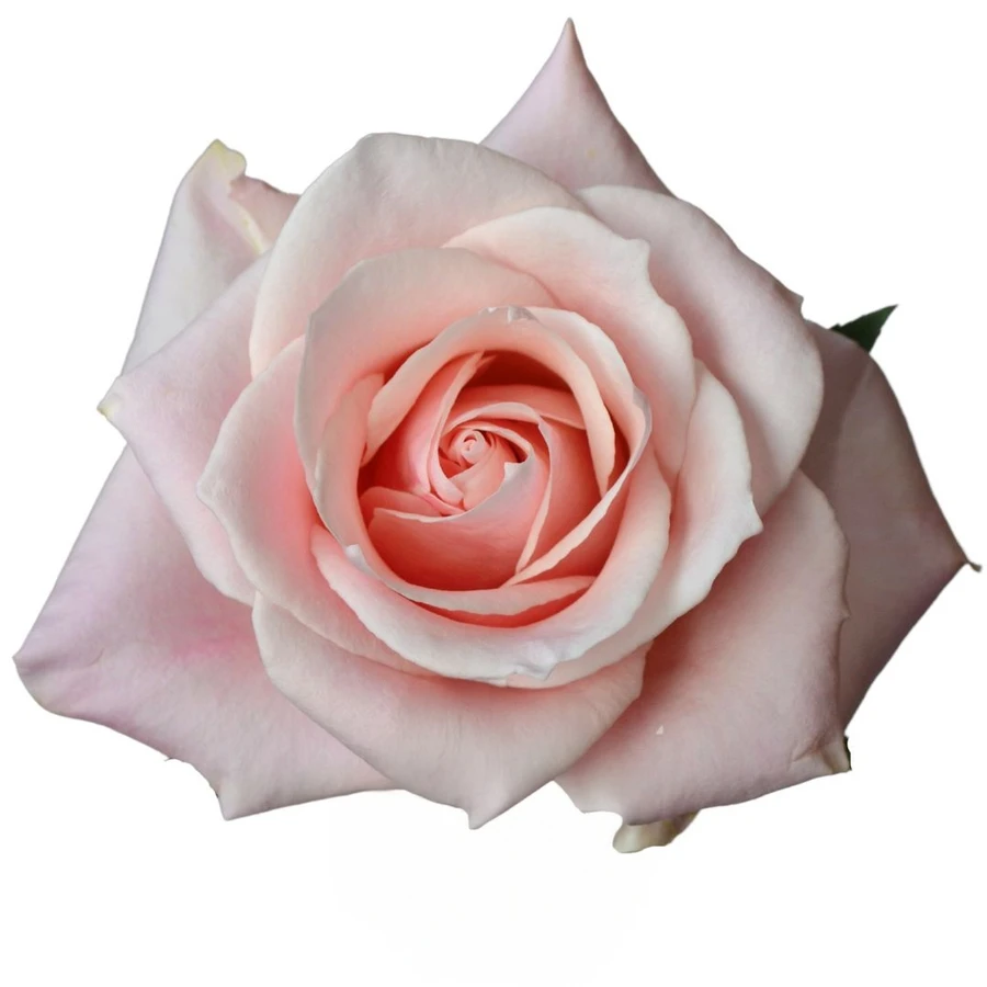 Rose Sweet Bliss Priv 60cm RIO