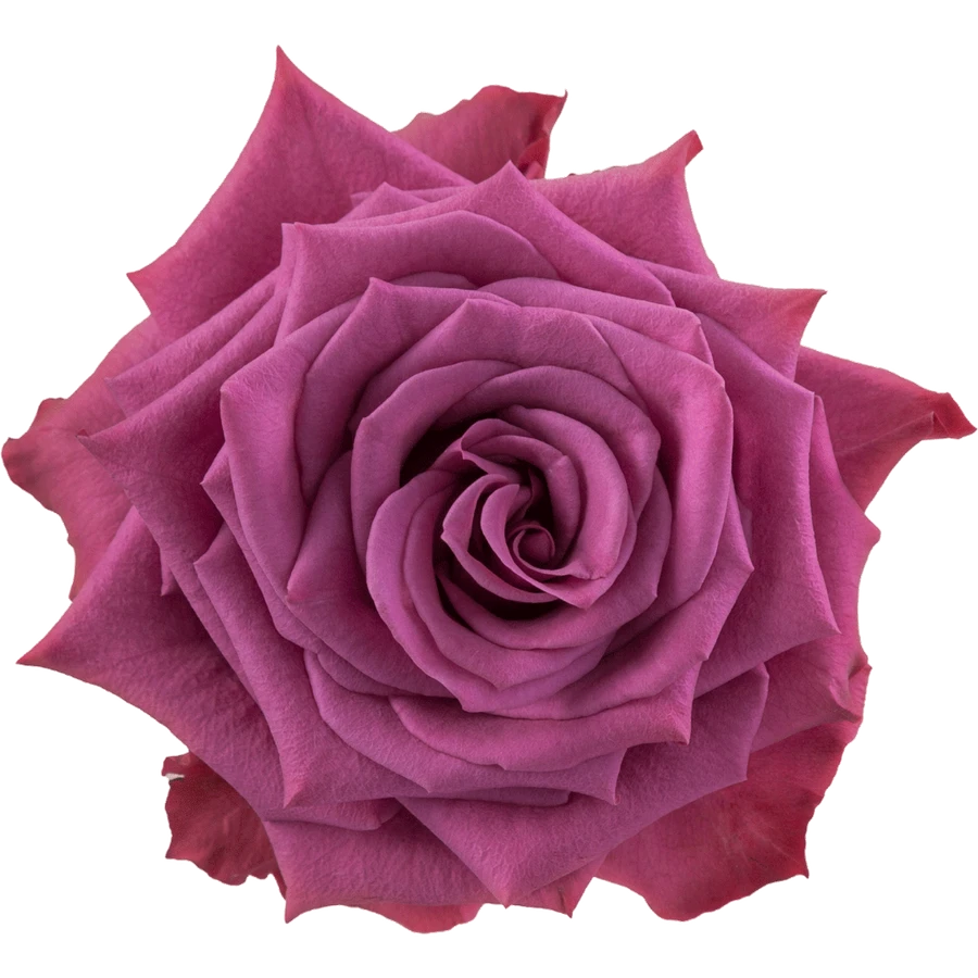 Rose Blueberry 60cm MONTE
